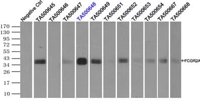 IHC-plus™ CD32A Antibody (clone 13D7)