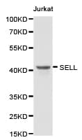 SELL / L-Selectin / CD62L Antibody
