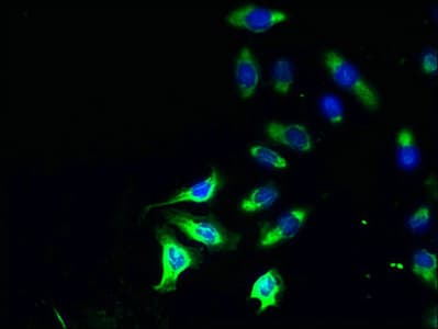PLD4 / Phospholipase D4 Antibody (aa52-506)