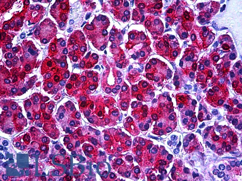 IHC-plus™ PHGDH Antibody (clone 4A3-1D6)