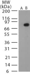 PA / Protective Antigen Antibody (aa240-254)