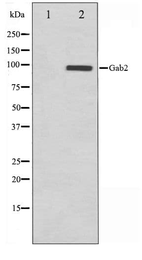 GAB2 Antibody