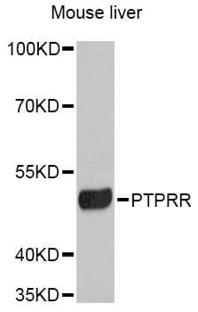 PTPRR Antibody