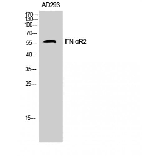 IFNAR2 Antibody (N-Terminal)