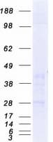 Human C1QTNF6 / CTRP6 Protein (Recombinant Myc-DDK (Flag))