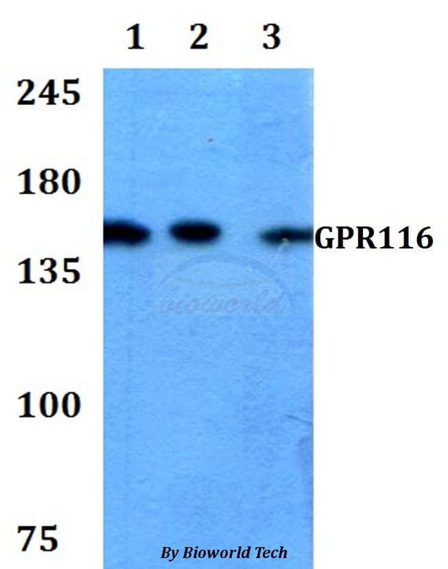 ADGRF5 / GPR116 Antibody
