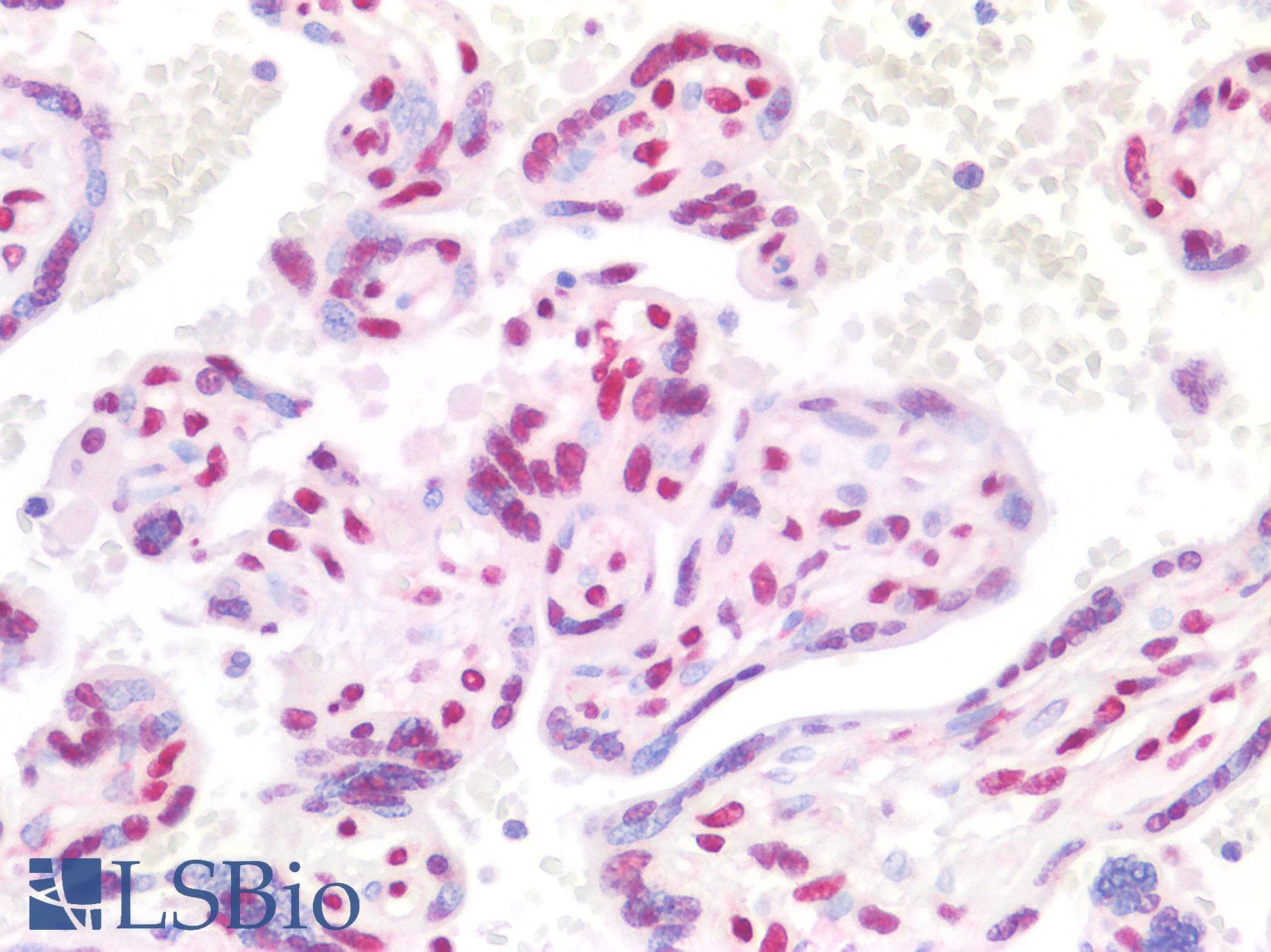 IHC-plus™ CTBP2 Antibody (C-Terminus)
