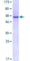 Human IMPA1 / IMP Protein (Recombinant GST)