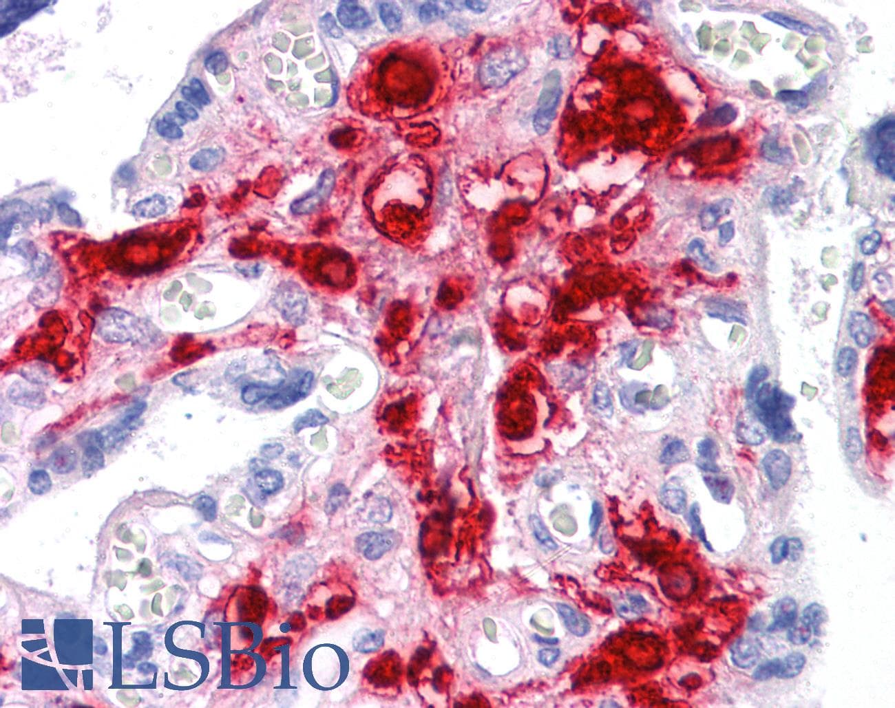 IHC-plus™ RNF144B Antibody (clone 4F1)