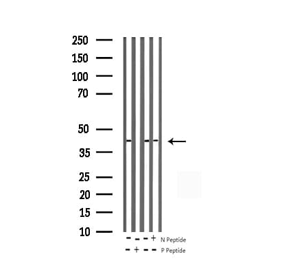 JUN / c-Jun Antibody (phospho-Thr93)