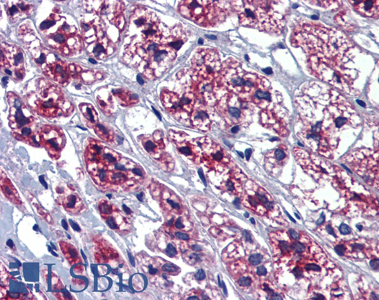 Polyclonal Rabbit anti-Human GTPBP10 Antibody (aa254-303, IHC, WB)
