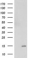 NDUFA7 Antibody (clone OTI5G6)
