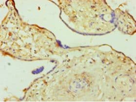 OGT / O-GLCNAC Antibody (aa606-1022, Biotin)