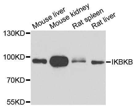 IKBKB / IKK2 / IKK Beta Antibody