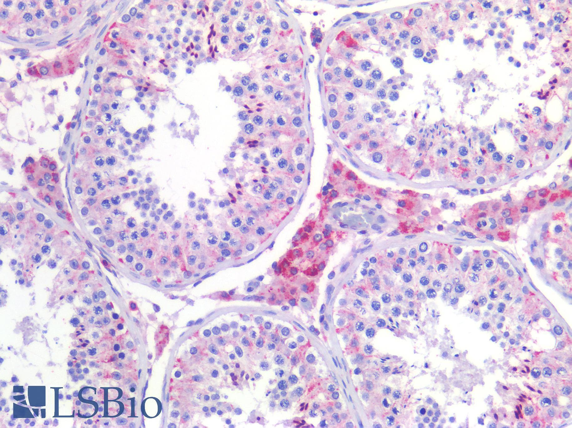 PathPlus™ SCD1 / SCD Antibody (aa354-366)