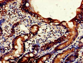 NPSR1 / NPSR / GPR154 Antibody