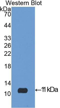 IGF2 Antibody (aa25-91)