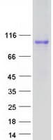 Human APBB1IP / RIAM Protein (Recombinant Myc-DDK (Flag))