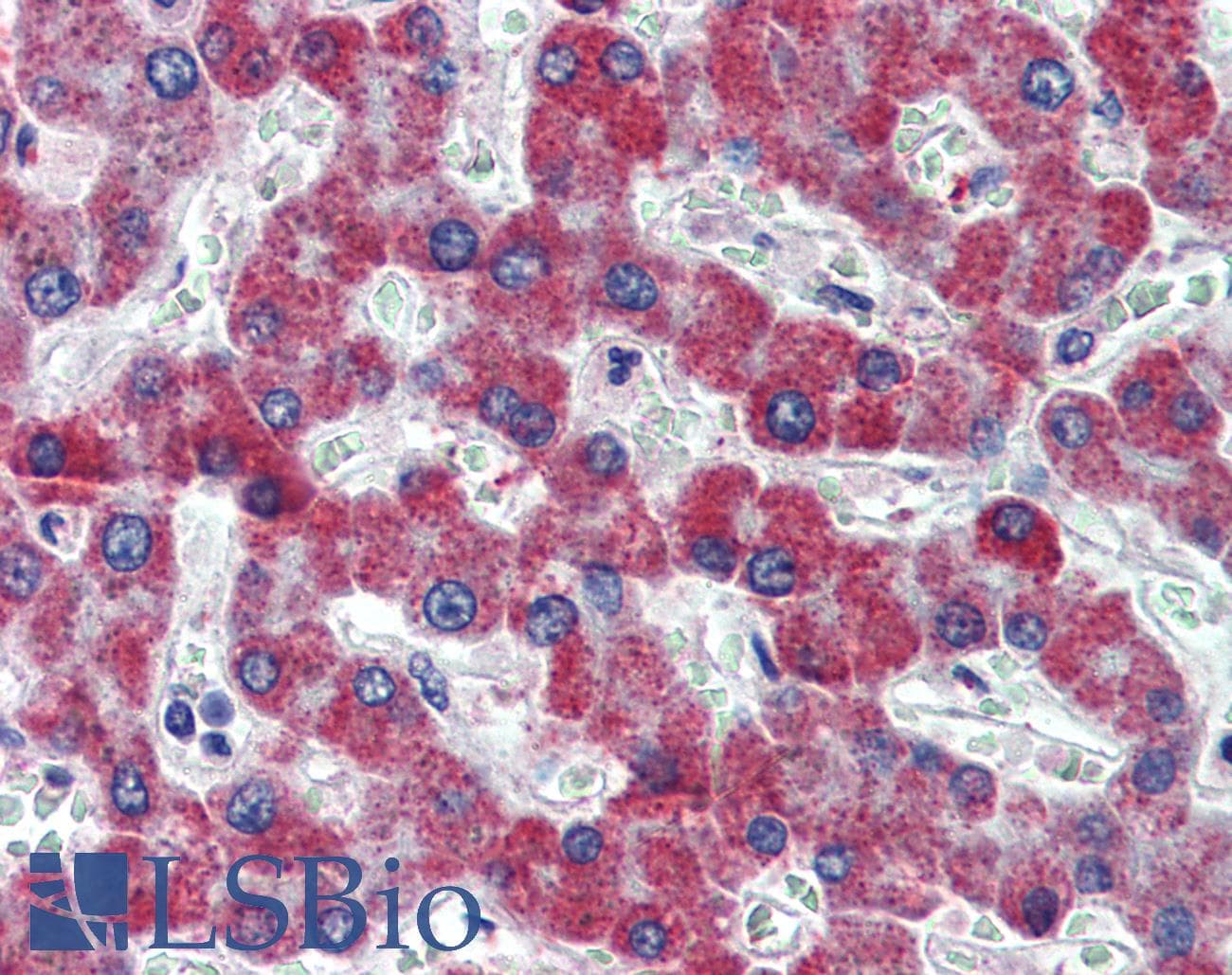 IHC-plus™ F2R / Thrombin Receptor / PAR1 Antibody (aa24-37)