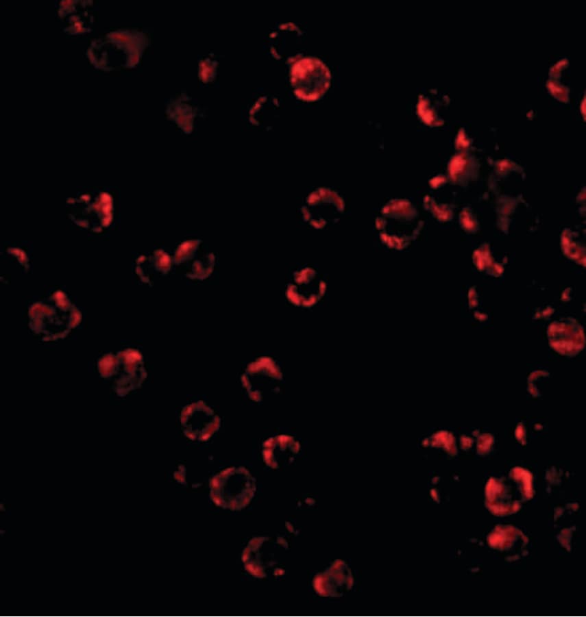 Polyclonal Rabbit anti-Human TRIM25 Antibody (IF, WB)