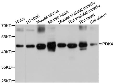 PDK4 Antibody