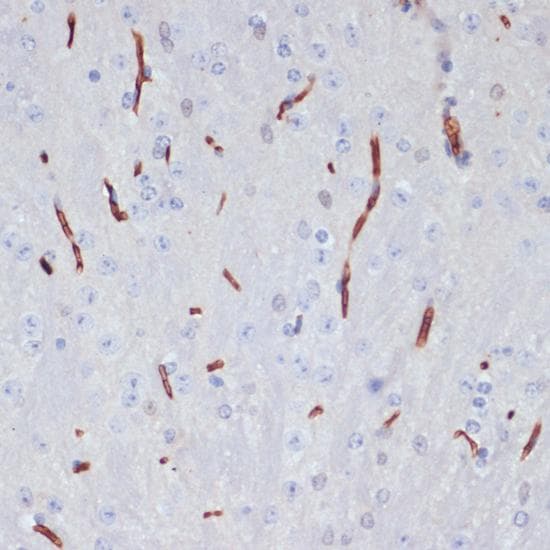APOA1 / Apolipoprotein A 1 Antibody