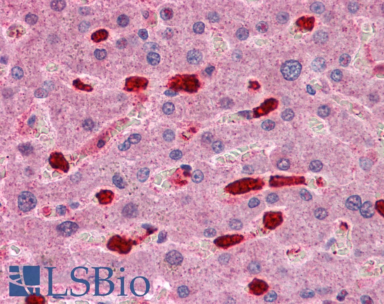 IHC-plus™ ARHGAP18 Antibody