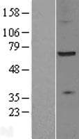 ZDHHC17 Protein (Over-Expression Lysate Myc-DDK (Flag))