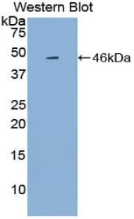 NPPA / ANP Antibody (aa25-152, Biotin)