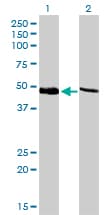 Monoclonal Mouse anti-Human PSMC4 Antibody (clone 3G8, IF, WB)