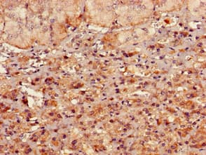Polyclonal Rabbit anti-Human RMND1 Antibody (IHC, IF, WB)
