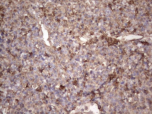Monoclonal Mouse anti-Human SNX12 Antibody (clone OTI1B10, IHC, WB)