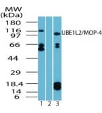 IHC-plus™ Polyclonal Rabbit anti-Human UBE1L2 / UBE1L2 Antibody (aa300-350, IHC, WB)