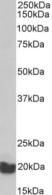 IHC-plus™ EEF1E1 / AIMP3 Antibody (aa17-29)