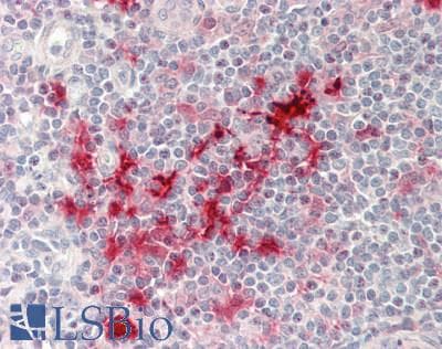 IHC-plus™ SUSD3 Antibody