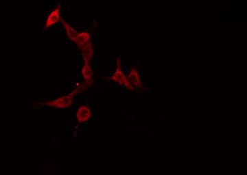 HTR5A / 5-HT5A Receptor Antibody