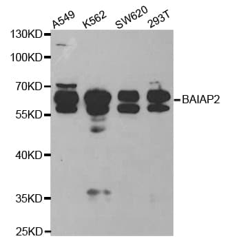 BAIAP2 / IRSP53 Antibody