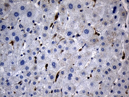 BAX Antibody (aa1-172, clone OTI2A1)