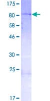 Human TCERG1L Protein (Recombinant GST)