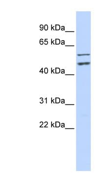 CDC20 Antibody (N-Terminus)