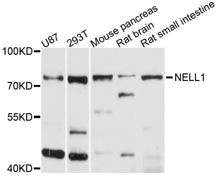 NELL1 Antibody