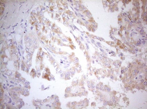 MXD4 Antibody (clone OTI7F7)
