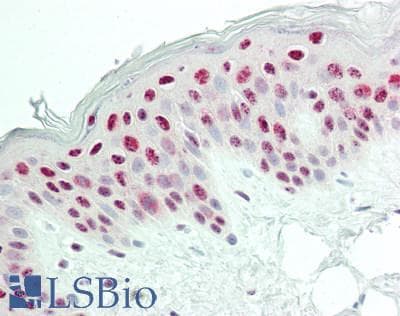IHC-plus™ PELP1 Antibody (aa1000-1050)