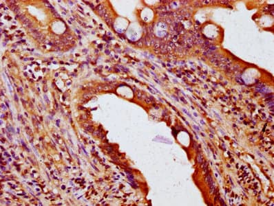 Polyclonal Rabbit anti-Human NOXO1 Antibody (IHC, IF)