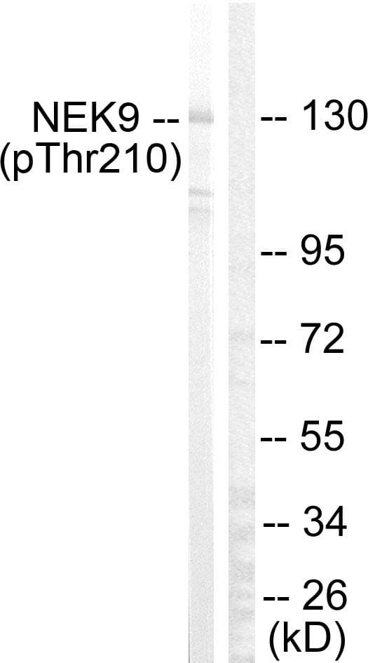 NEK9 Antibody (phospho-Thr210)
