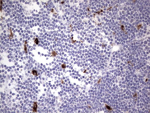 Nor-1 / NR4A3 Antibody (aa332-626, clone OTI2A6)
