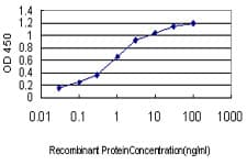 KCNA3 / Kv1.3 Antibody (clone 1D8)