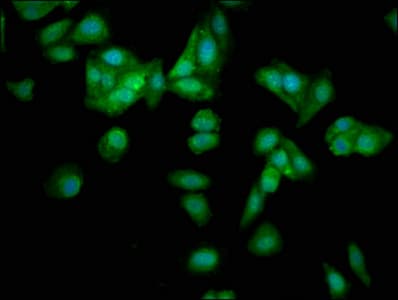 POMP / HSPC014 Antibody