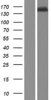 TTLL4 Protein (Over-Expression Lysate Myc-DDK (Flag))