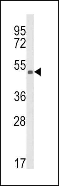 KMO Antibody (aa155-182)